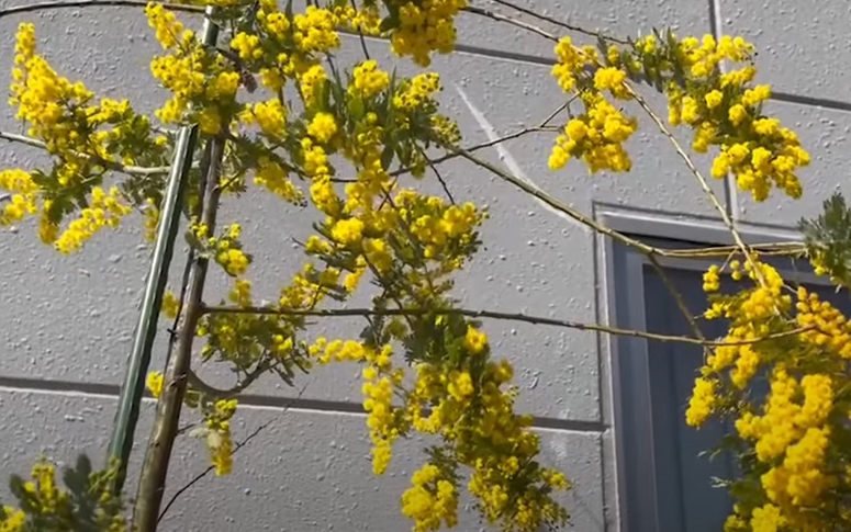ミモザの花